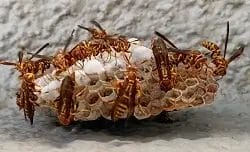 Wasp nest