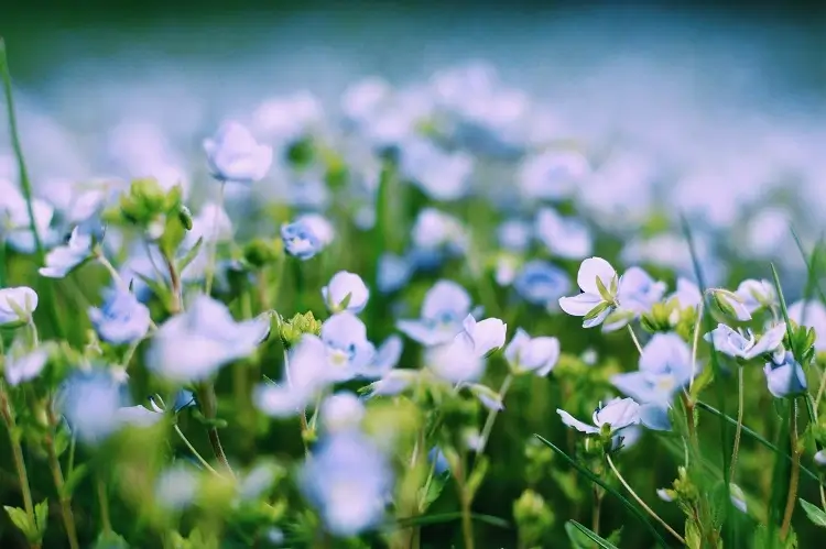 Spring time flowers