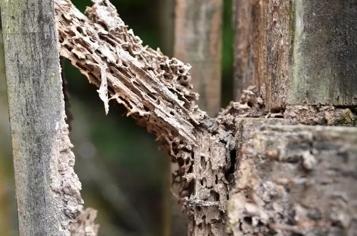 Termite Infestation