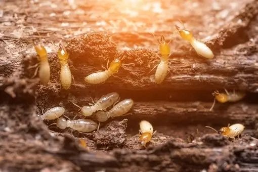 Termites eating wood