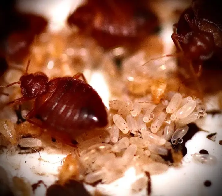 How long do bed bugs live