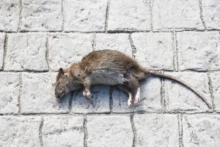 Idaho Rat Control - Beeline Pest Control