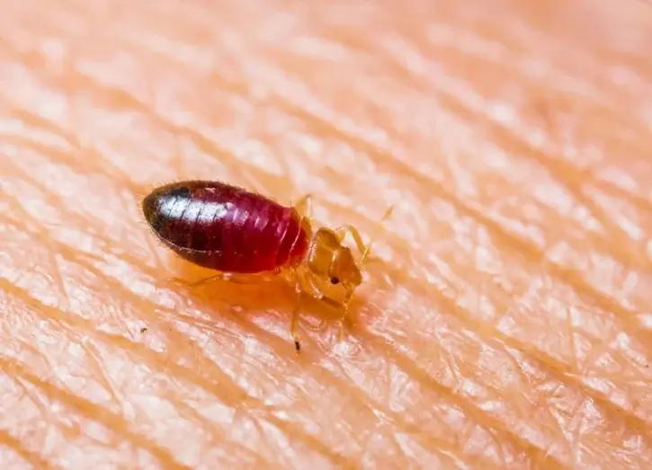 What do bed bugs eat