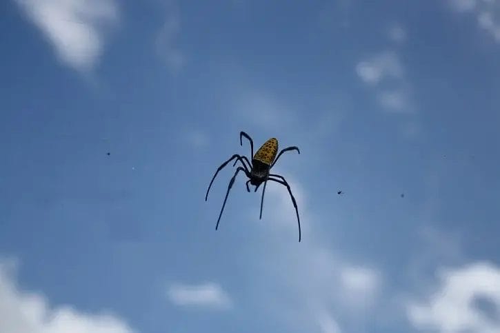 arachindblue spider