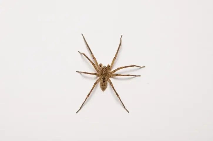 brownrecluse spider