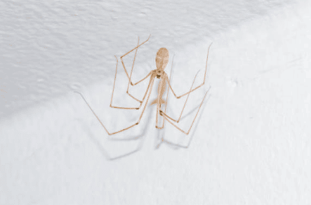 Long-bodied Cellar Spider - Beeline Pest Control