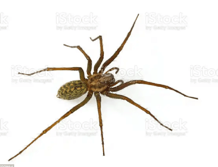 Spider Control - Beeline Pest Control