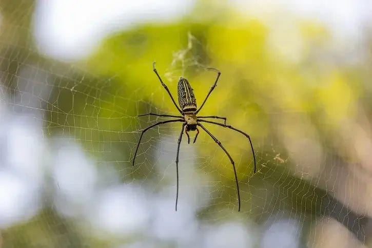 nephila-maculata-giant-wood-spide