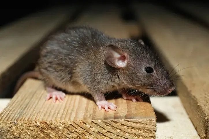 Idaho Rat Control - Beeline Pest Control