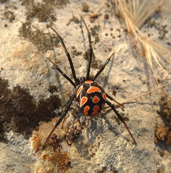 Black-widow Spider Control - Beeline Pest Control
