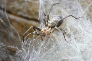 Barn Funnel Weaver Spider Control - Beeline Pest Control