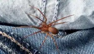 Brown Recluse Spider - Beeline Pest Control