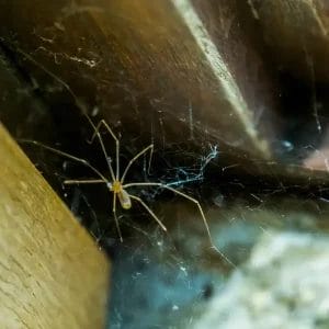 Cellar Spider - Beeline Pest Control