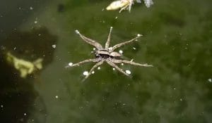 Fishing Spider - Beeline Pest Control