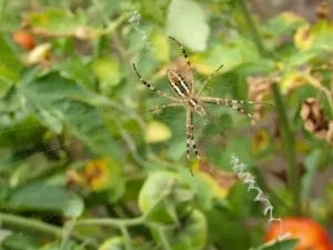 Garden Spider - Beeline Pest Control