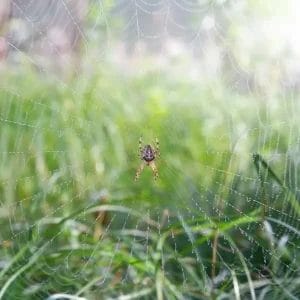 Grass Spider - Beeline Pest Control