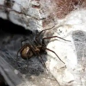 Hobo Spider - Beeline Pest Control