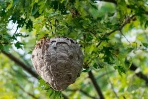 Hornet Nest - Beeline Pest Control