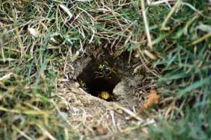 Yellow Jacket Ground Nest - Beeline Pest Control
