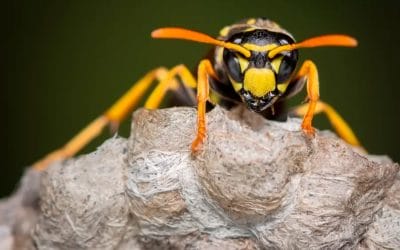 Differences Between Hornets and Yellow Jackets