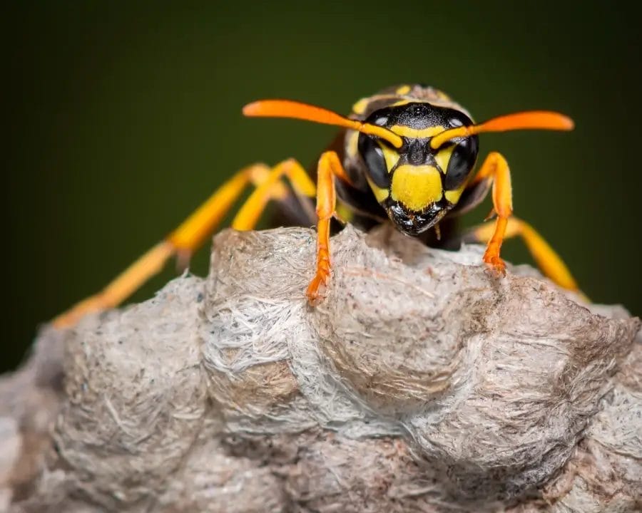 Yellow Jacket on Nest - Beeline Pest Control