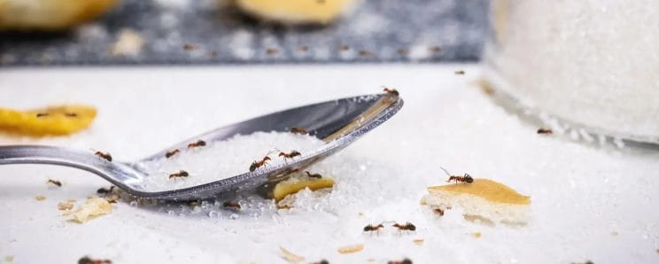 Ant Food Contamination