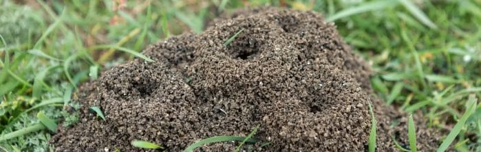 Ant Habitat Modification