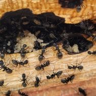 Carpenter Ants