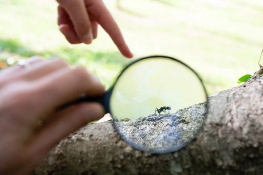 Identify Ant Species