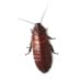 cockroaches - Beeline Pest Control of Idaho Cockroaches