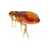 fleas - Beeline Pest Control of Idaho ants