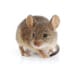 house-mice - Beeline Pest Control of Idaho ants