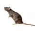 rats - Beeline Pest Control of Idaho Rats