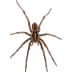 spider - Beeline Pest Control of Idaho Spider