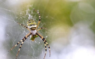 How to Identify and Control Spiders in Idaho During Summer