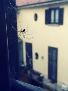 Spider and its web out side of window