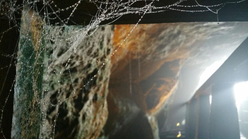 Spider web