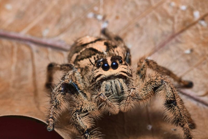 Spider on dry leaves