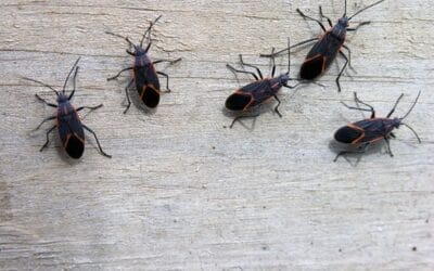 Exterminate Boxelder Bugs & Other Pests Before Winter: Effective Methods & Tips