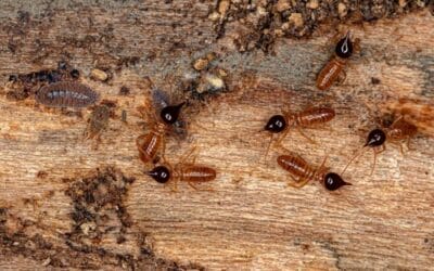 Idaho Termite Signs, Treatment & Prevention Guide