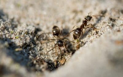 Get Rid of Ant Infestations in Home: Step-by-Step Guide