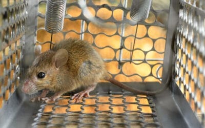 Essential Rodent Control Tips for Idaho Homeowners